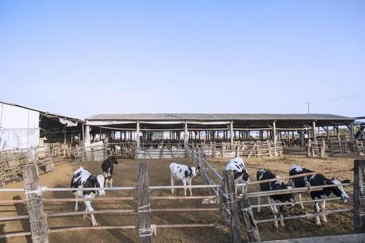 Cow Farm